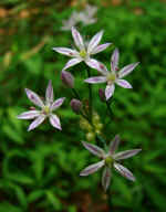 Allium canadense var. canadense (Morgan County, Georgia)
