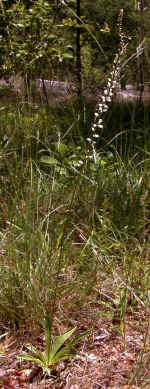Aletris farinosa (Heard County, Georgia)