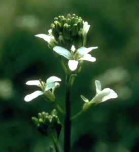 Georgia rockcress (Arabis georgiana), cultivated plant grown from seed collected in Bibb County 