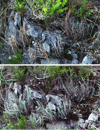 Astrolepis integerrima. Top: in brown, dormant condition. Bottom: blue-green, "resurrected" plants. 
Associated species include Leptopus (above ferns) and Amsonia (below ferns).