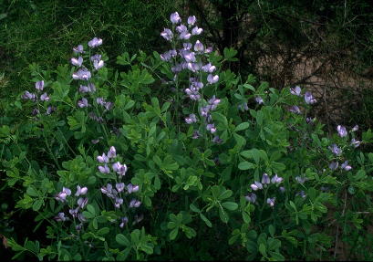 Baptisia australis var. australis