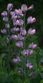 Baptisia australis var. australis