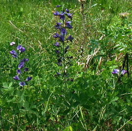 Baptisia australis var. aberrans (Floyd County, Georgia)