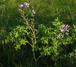 Baptisia australis var. minor (Chase County, Kansas)