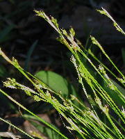 Carex eburnea (ivory sedge)