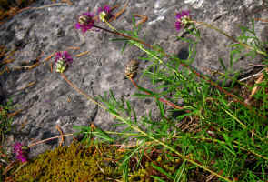 Dalea cahaba, with typically short peduncles