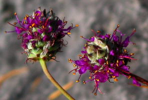 Two flower-spikes of Dalea cahaba, typically short and compact