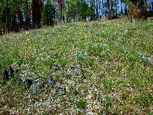 View with much Amsonia ciliata var. tenuifolia (narrowleaf blue star); less conspicuous yellow-flowered plants are Hypoxis hirsuta (yellow star-grass) and Onosmodium decipiens (deceptive marbleseed). "South Goat Glade," April 15, 2005