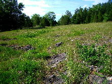 Seasonally moist area with much Rhynchospora colorata (lesser white-topped sedge). "Lady Tresses South Glade" June 3, 2006
