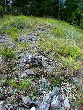 Strongly sloping glade with Astrolepis integerrima (star-scale cloak fern, disjunct from Texas)  in foreground. "Fern Glade," August 27, 2008
