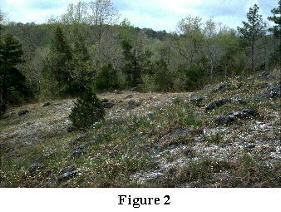Figure 2. Ketona Dolomite Glade, Bibb County, Alabama, April 1994. Woody aspect dominant is Juniperus virginiana, the herbaceous dominant, Amsonia ciliata var. tenuifolia.