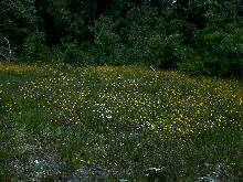Glade in summer, with much Rudbeckia triloba var. pinnatiloba (pinnate-lobed brown-eyed Susan). Erigeron strigosus var. dolomiticola (Cahaba daisy fleabane, with white flowers) less abundant. "Plantain Glade," July 17, 1993.