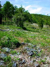 View of largest Ketona Glade, "South Goat Glade," with Onosmodium decipiens (deceptive marbleseed) in flower at right foreground. April 26, 2007
