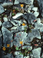 Leavenworthia exigua var. lutea (yellow least gladecress)