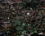 Widespread gladecress (Leavenworthia uniflora)