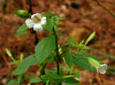 Mecardonia acuminata var. acuminata (DeKalb County, Georgia)