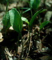 Ophioglossum engelmannii (limestone adder's-tongue fern)