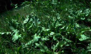 Heartleaf plantain (Plantago cordata), Catoosa County, Georgia