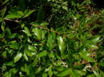 Quercus hemisphaerica (Early County, Georgia)