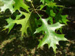 Quercus shumardii (Morgan County, Georgia)