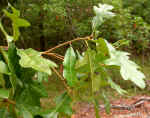 Quercus stellata (DeKalb County, Georgia) 