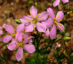 Sabatia angularis (DeKalb County, Georgia)