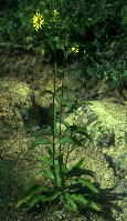 Silphium trifoliatum [asteriscus] var. latifolium (smooth rosinweed)