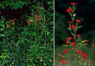Royal catchfly (Slene regia); plant at right in cultivation from seeds collected in Bibb County