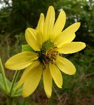Typical flower head of Silphium glutinosum, with 13 ray flowers