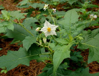 Solanum carolinense var. carolinense (DeKalb County, Georgia)