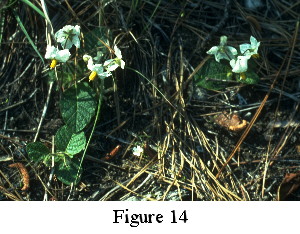 Figure 14. Solanum pumilum. The first individuals of the species recorded anywhere since the 1830s; Bibb County, Alabama, "Nightshade Glade," 26 April 1993. Scan of print by Tim Stephens.