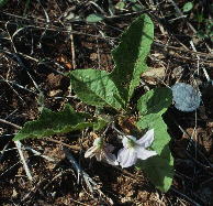 Solanum carolinense var. carolinense, dwarfed by extreme conditions of Ketona Dolomite glade