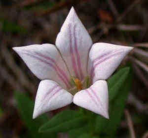 Alabama gentian pinkroot (Spigelia gentianoides var. alabamensis)