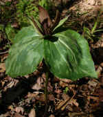 Trillium cuneatum (Morgan County, Georgia)