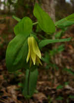 Uvularia perfoliata (Morgan County, Georgia)
