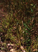 Xyris tennesseensis (Tennessee yellow-eyed grass), photographed at "The Sinks," Bibb County Alabama.