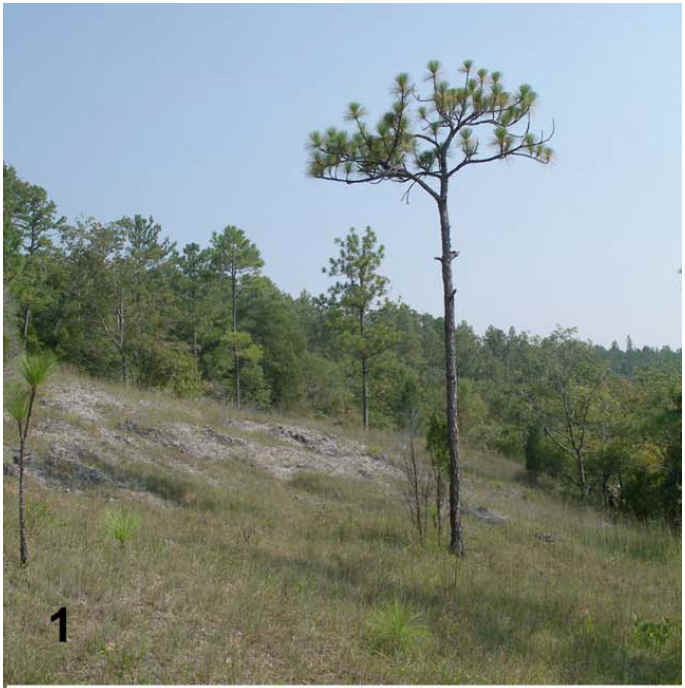 Figure 1 from Hill 2007. Photo by John A. Barone.